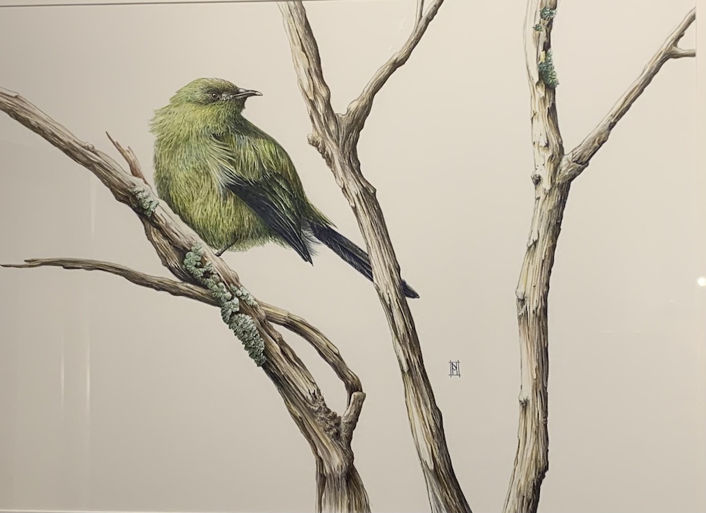 Nikki McIvor orginal Korimako( bellbird)  McAtamney Gallery and Design Store | Geraldine NZ wb copy.jpeg